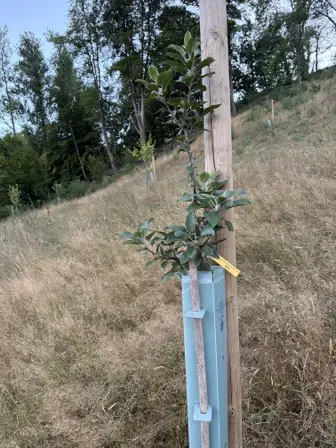 Foto treephoto-bcej7q9p80kw245gk1vre9cp.jpeg