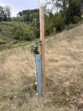 Foto treephoto-pe4kv0rbz30vls0vqofrmqcn.jpeg