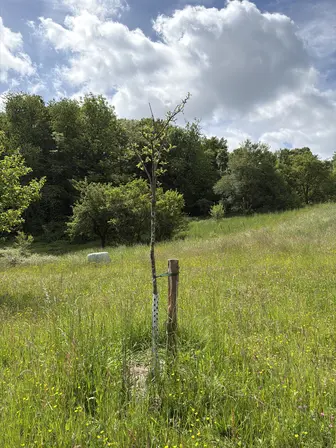 Foto treephoto-zt7iafxs3sd5fb6l05h61ob3.jpeg