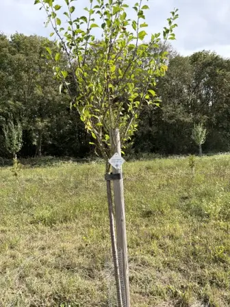 Foto treephoto-mjc9istnru9mnjxv8ngujhue.jpeg