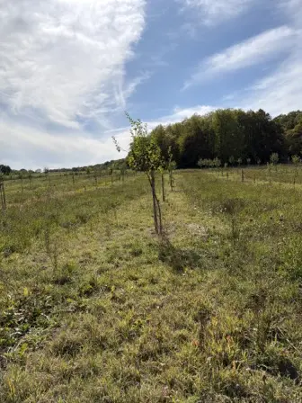 Foto treephoto-mwqde85ywj760mepack34495.jpeg