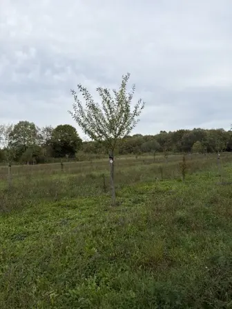 Foto treephoto-n2vruiktabpyinajk40v1kwy.jpeg