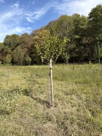 Foto treephoto-t70vmv1q6mxjszr1vlil40f4.jpeg