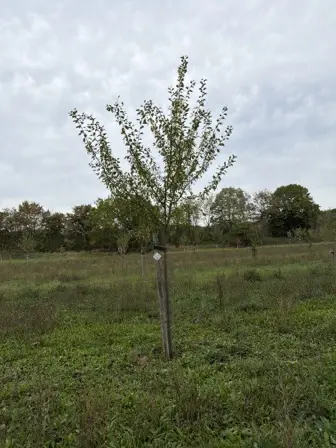 Foto treephoto-zd7egfd0xqksmt96fa3atxah.jpeg