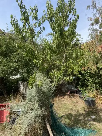 Foto treephoto-pb9l5puaysby0s97t68oy82n.jpeg