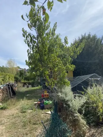 Foto treephoto-x01gzbjyl1ci9s23qkcytz5u.jpeg