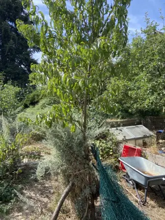 Foto treephoto-xy0u24xp09bvauayz1iwdsw0.jpeg