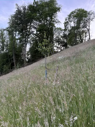 Foto treephoto-cz82nfljvbugfsg6xq21yony.jpeg