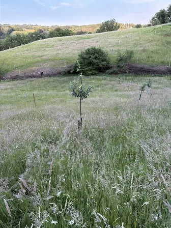 Foto treephoto-pzgqsnoe1txslk20p6vkhqbk.jpeg