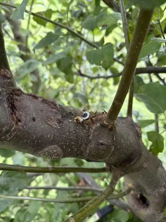 Foto treephoto-a02qwbs96t4d75ncfo58vj0h.jpeg