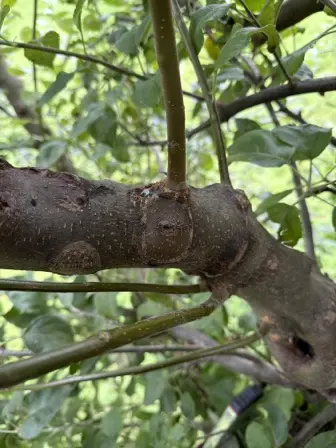 Foto treephoto-a28hjltlpzecu5alz7otx62o.jpeg