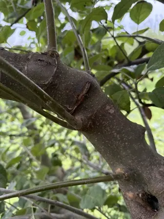 Foto treephoto-ahkgt4bozuokzwcxct2mdg5g.jpeg