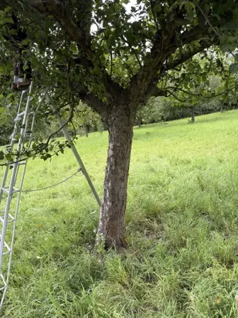 Foto treephoto-arw3n4fa2yk7gdvrjq2zbd8e.jpeg