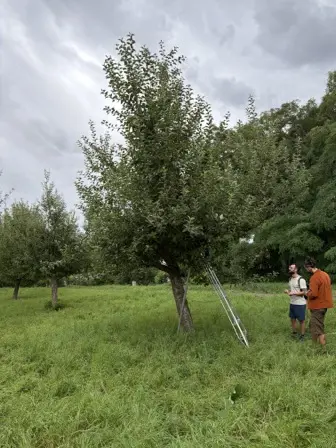 Foto treephoto-ckdeh8o1t9hg2m6dd75002zo.jpeg
