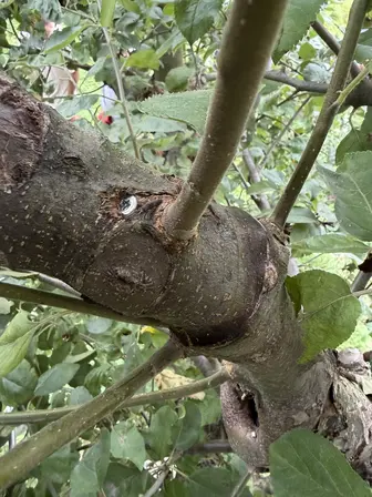 Foto treephoto-crm6dtvsq88g88z8bm37zdtn.jpeg