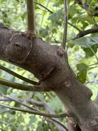 Foto treephoto-gulb6p2nyyud1cegmiozwrqv.jpeg