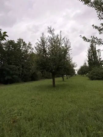 Foto treephoto-jdxubyridcbkh3vejsej9o01.jpeg