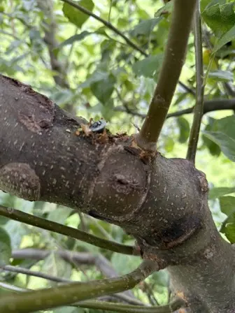 Foto treephoto-kp995wgw68nkd62feblasvr0.jpeg