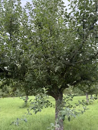 Foto treephoto-lhqfp3je92wuugyoc8ym0icn.jpeg