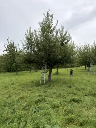 Foto treephoto-npggrewh5jkhp3ou34biofzd.jpeg