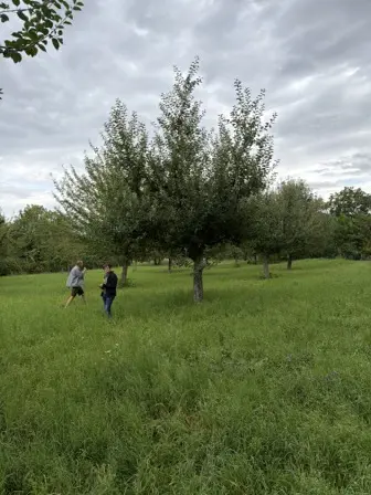 Foto treephoto-rxgy0mno5sst0sdmdtku8tq1.jpeg