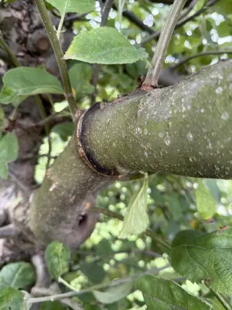 Foto treephoto-s0dmw30q5e7jkivuxdccfkuq.jpeg