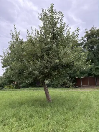 Foto treephoto-t54q6563ber0avdaimpdnsit.jpeg