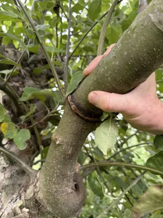 Foto treephoto-tkbx50et5nlmm4ewmp4iq9vk.jpeg