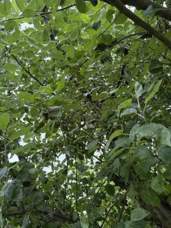 Foto treephoto-wrq21evzno0dwy0nbfzz98ou.jpeg