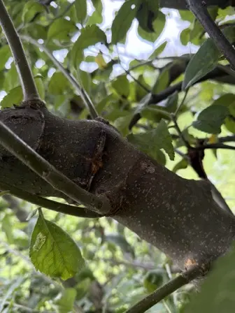 Foto treephoto-wuoax17gpvt4f6odd8pivp1j.jpeg