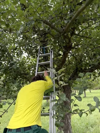 Foto treephoto-x4g1c8byftd9bp0001ll5t23.jpeg