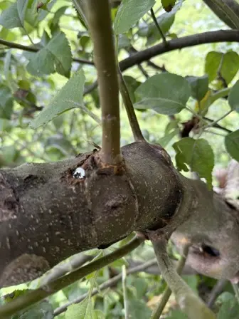 Foto treephoto-zg1h5m23xc2eelpoq3437bs6.jpeg