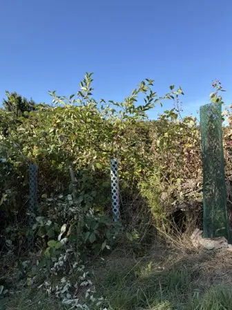 Foto treephoto-cddyoa8zx253kvqsrseuo1br.jpeg