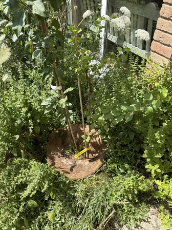 Foto treephoto-twoim193t924ftxawj8rret2.jpeg