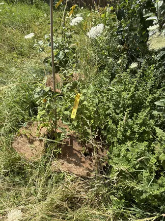 Foto treephoto-xp2tac8fp0h9z8b6hya689vu.jpeg