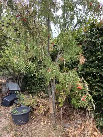 Foto treephoto-a1cscpzpwzugyqivncnhxb18.jpeg