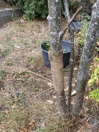 Foto treephoto-a5e68t7dobw8ql4qfu6oxco4.jpeg