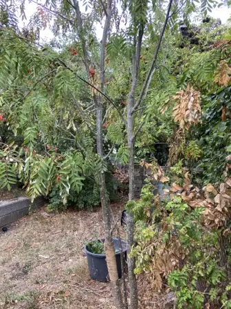 Foto treephoto-ahwb0amdqtkqw3w3uday9zhz.jpeg