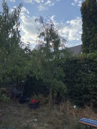 Foto treephoto-ko40akircvs4uny7lt6onbf3.jpeg