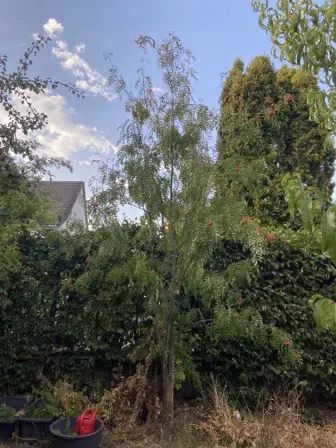 Foto treephoto-lt83go46eu8jib571bnx8bg6.jpeg