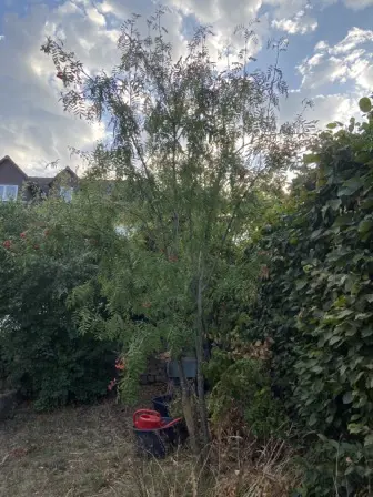 Foto treephoto-n3x1hhyqgmwk3i3y7ln53gd0.jpeg