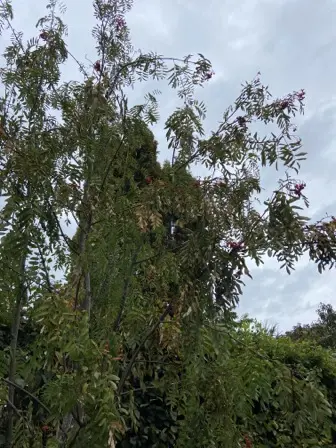 Foto treephoto-rciy3gorcwm2i7nhxgzjcexn.jpeg