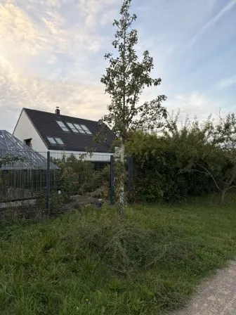 Foto treephoto-iscbhovhxc70z30zf8lfvtjp.jpeg