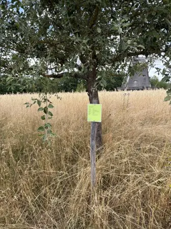 Foto treephoto-eap7yk7nbcdgv5xjn1bcqc6w.jpeg