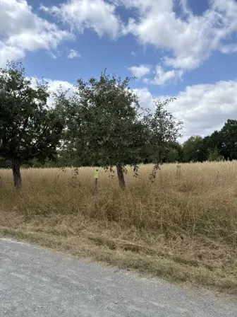 Foto treephoto-p46o143occo3ctehjl01o3ds.jpeg