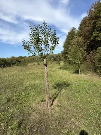 Foto treephoto-gos8yxztvvfih516v7rmuvwx.jpeg