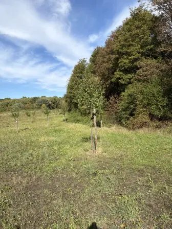 Foto treephoto-ybfy59j2c2gjqtaz8nlmfzcd.jpeg