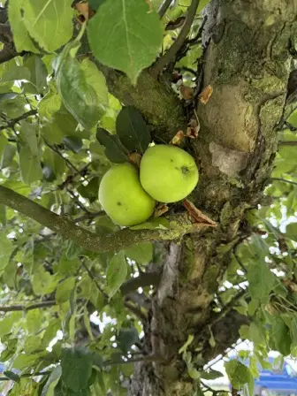 Foto treephoto-ya3bphcqad6cbumk1xsx2abo.jpeg
