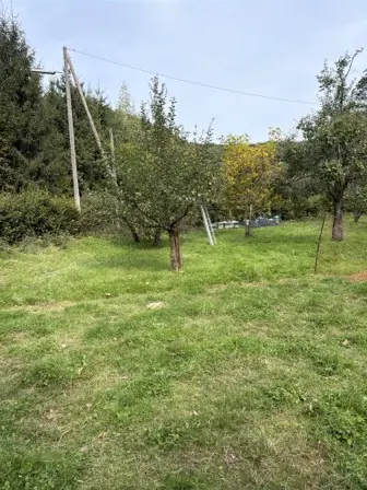 Foto treephoto-ahuc1ny63z93nq5xtm6jy6e9.jpeg