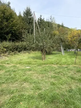 Foto treephoto-dquw84w838yevkq3gvwcqfq2.jpeg